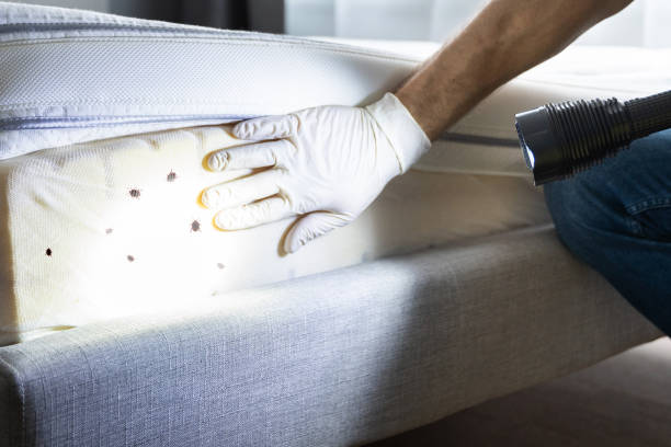 Best Flea Control Services  in Kremmling, CO