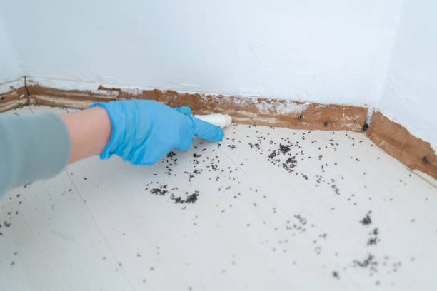 Best Wasp Removal Services  in Kremmling, CO